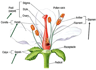 AP Biology